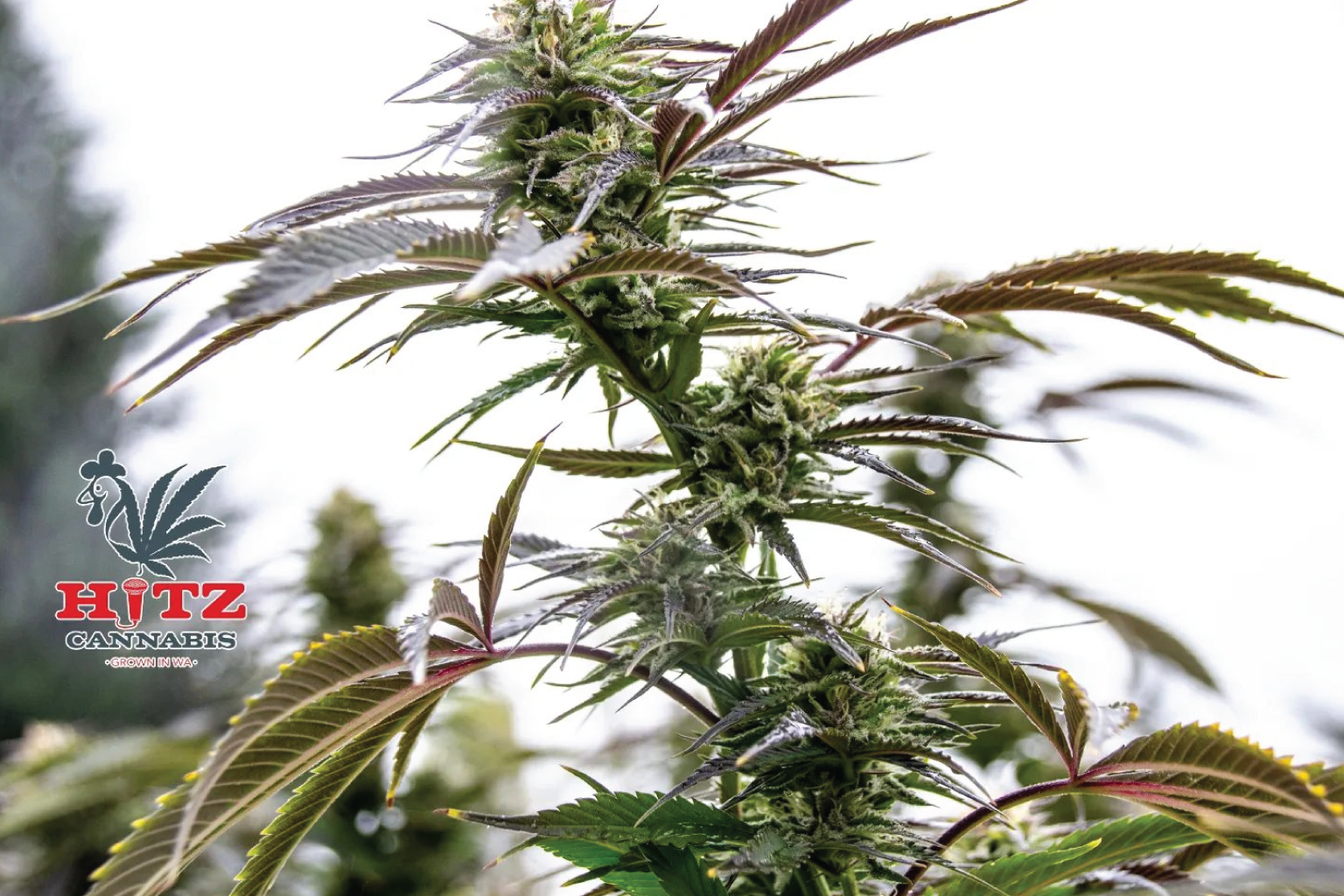 Hitz Cannabis The Green Nugget Cannabis Dispensary dispo pot store weed shop open now near me hits preroll joint cartridge vape bud thc cbd hybrid sativa indica